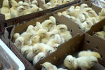 جوجه ریزی ۴ میلیون و ۳۸۰ هزار قطعه ای در واحدهای پرورش مرغ استان قزوین