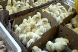 جوجه ریزی ۴ میلیون و ۳۸۰ هزار قطعه ای در واحدهای پرورش مرغ استان قزوین