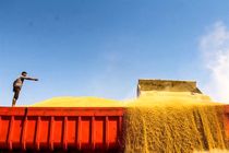 ایران ۳۵ هزار تن گندم از قزاقستان خرید