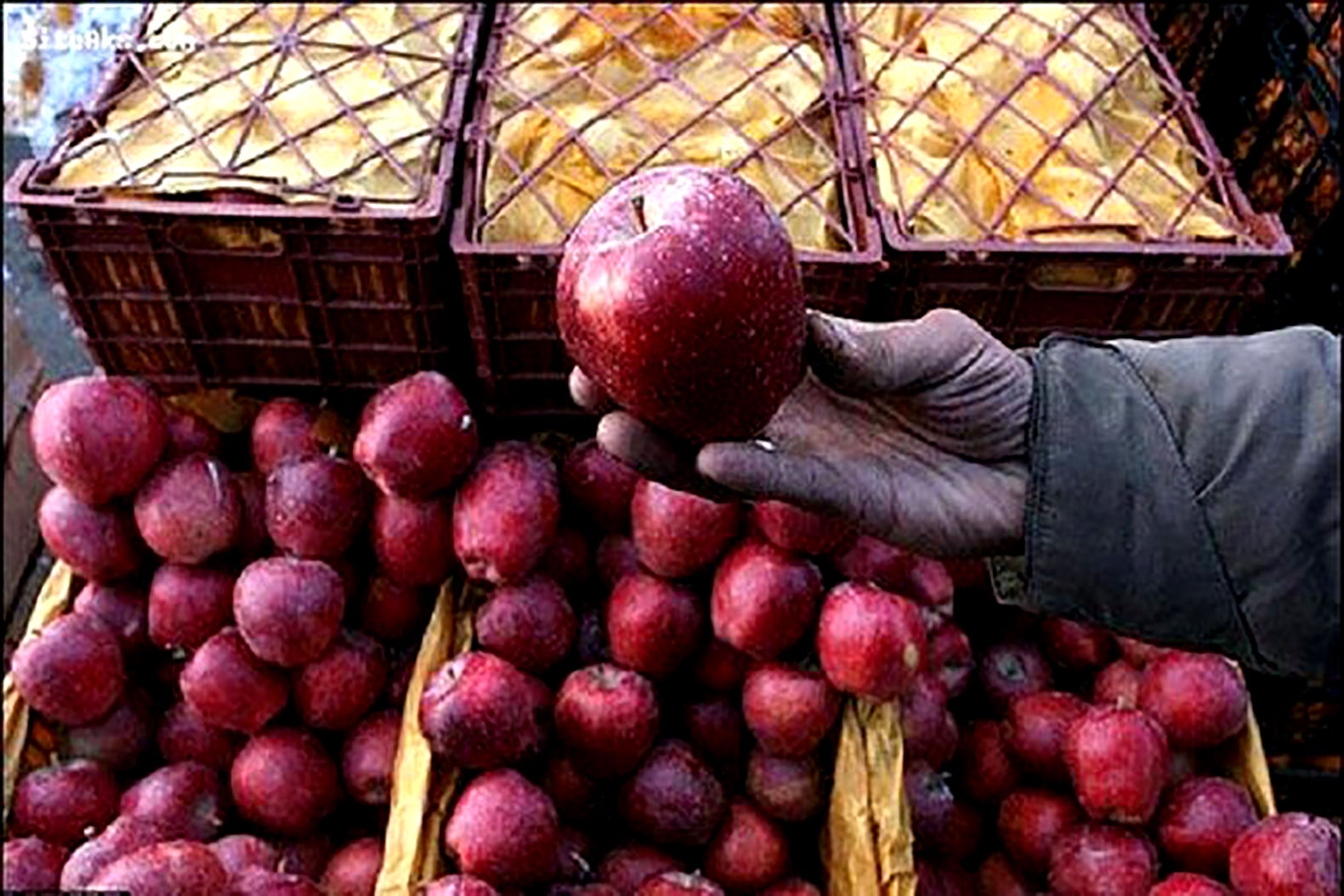 میوه سیب تظیم بازار عید، ۱۰۰ درصد ذخیره شده است