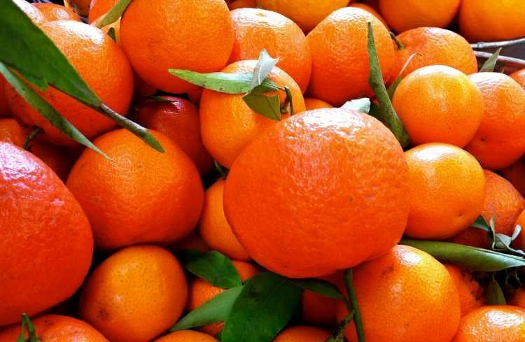 پیش بینی برداشت 700 هزار تن نارنگی در مازندران
