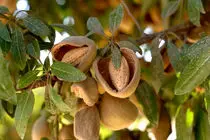 برداشت بادام از باغ های نجف آباد آغاز شد