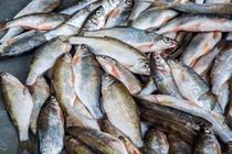 کشف 130 کیلو ماهی غیر بهداشتی  در اردستان
