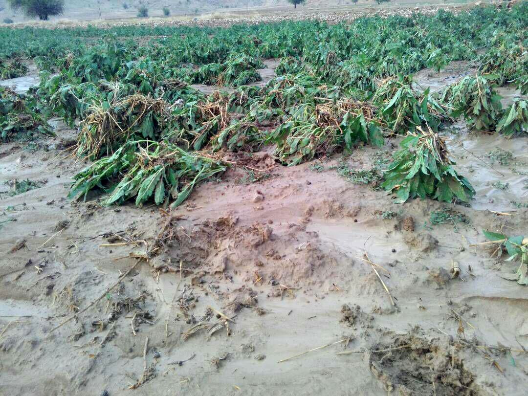 بخش کشاورزی کرمانشاه بیش 77 میلیارد تومان خسارت‌دیده است