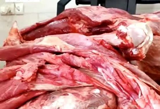 کشف و معدوم سازی لاشه یک راس گاو کشتار غیرمجاز در گلپایگان
