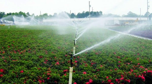 اجرای طرح آبیاری نوین در 500 هکتار باغات در تیران و کرون
