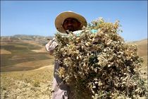 پیش‌بینی برداشت 9600 تن نخود پاییزه در اراضی کرمانشاه