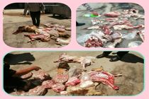 امحاء بیش از ۱۱۰۰ کیلوگرم گوشت کشتار غیرمجاز در سطح شهرستان کرمانشاه