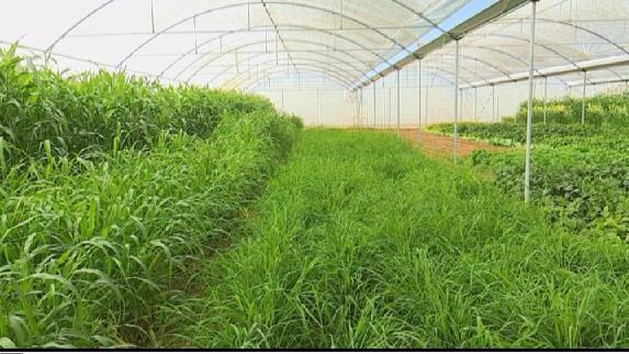 نخستین بار در کشور، تولید علوفه گلخانه‌ای در یزد 
