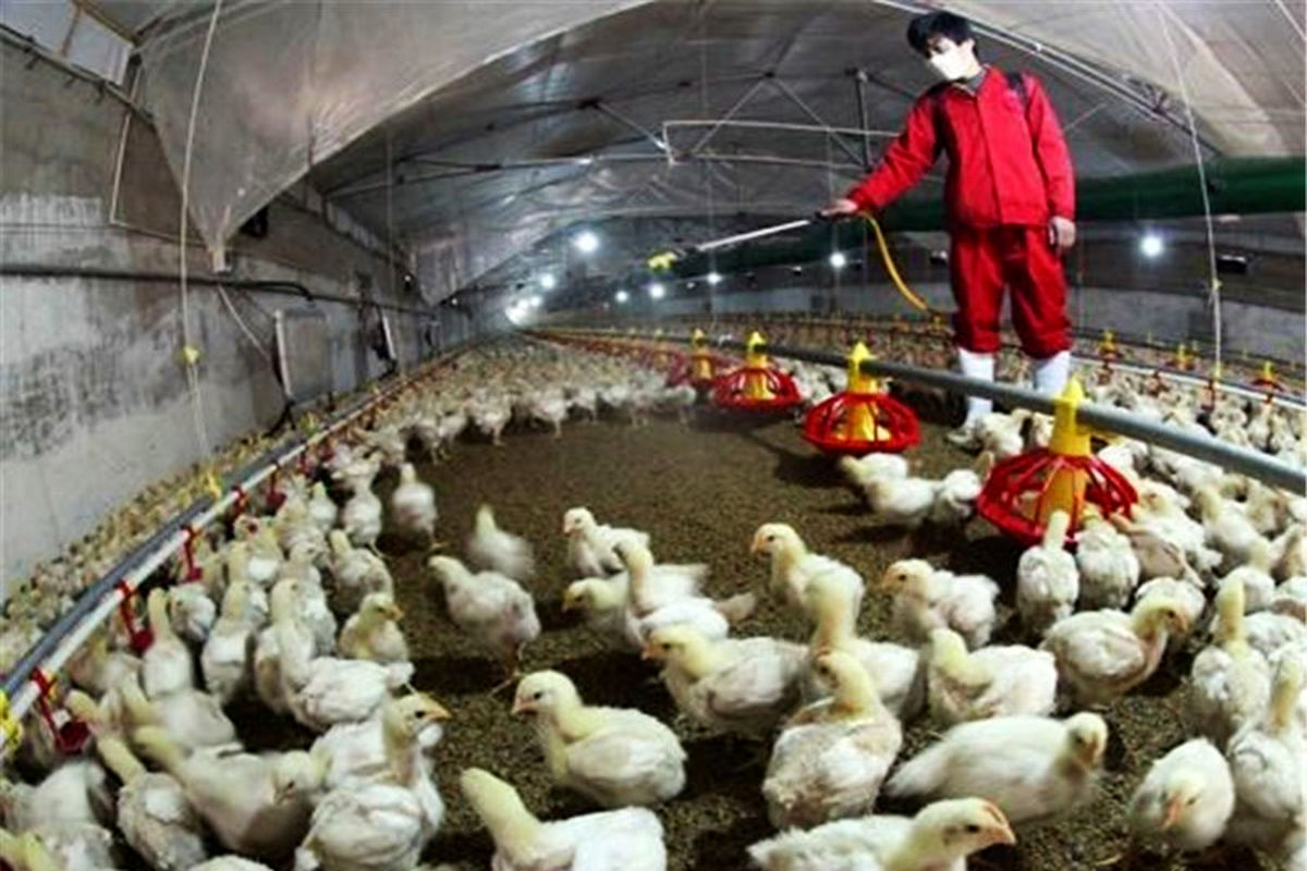 افزایش ظرفیت جوجه ریزی در مرغداری های خوزستان