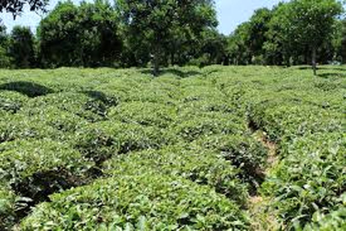 برخورد جدی با کسانی که باغات چای را تغییر کاربری می دهند