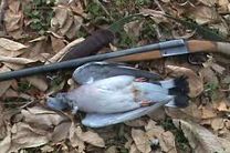 شکارچیان غیرمجاز پرنده در فریدونشهردستگیر شدند