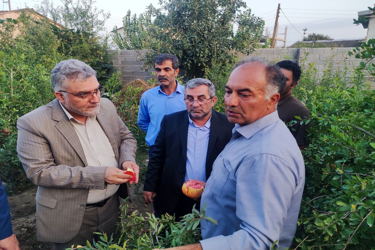 برنجکار شمالی نباید متضرر شود