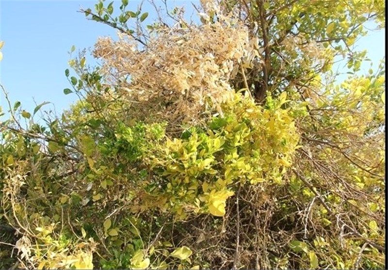جاروک ۸۰ درصد باغات لیموترش در جنوب کشور را از بین برد
