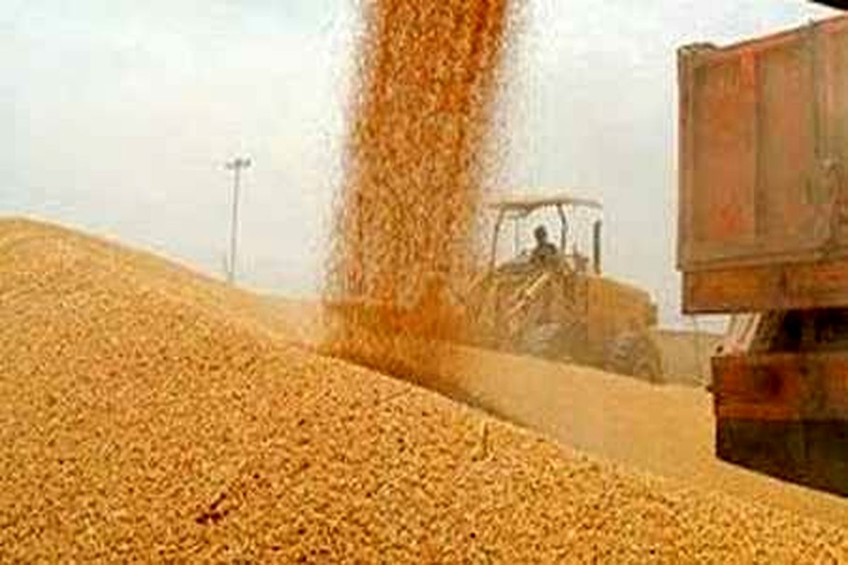 20 تن گندم احتکار شده در قروه کشف شد