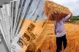 خرید تضمینی گندم به بیش از ۳ میلیون و ۸۰۰ هزار تن رسید