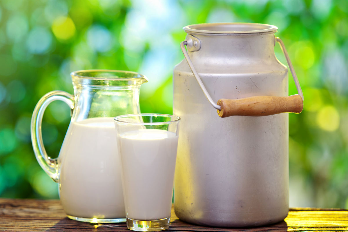 میزان تولید شیر در ورامین پدیده نادری محسوب می شود