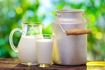 میزان تولید شیر در ورامین پدیده نادری محسوب می شود
