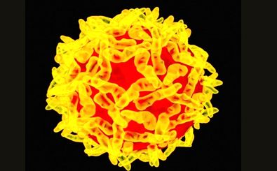 هشدار درباره انتشار جهانی ویروس تب زرد