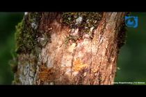 انفجار مورچه انتحاری/ روش دفاعی مورچه های کلوبوپسیس (Colobopsis) 