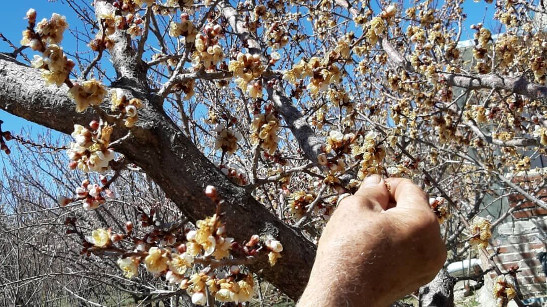 بیشترین خسارت باغ های میوه استان یزد بر اثر تغییرات جوی در شهرستان خاتم است