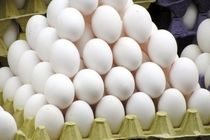 کشف تخم مرغ فاسد در آستارا