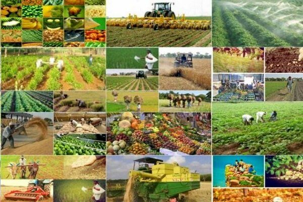 طرح الگوی کشت محصولات کشاورزی در کشور باید مدرن تر شود
