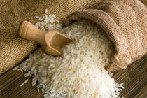 اجرای طرح سورتینگ برنج در گیلان مورد بررسی قرار گرفت