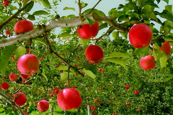 افزایش چشمگیر قیمت سیب در مازندران