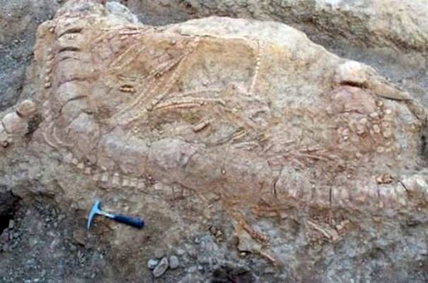 فسیل 150 ساله ماهی در هند کشف  شد