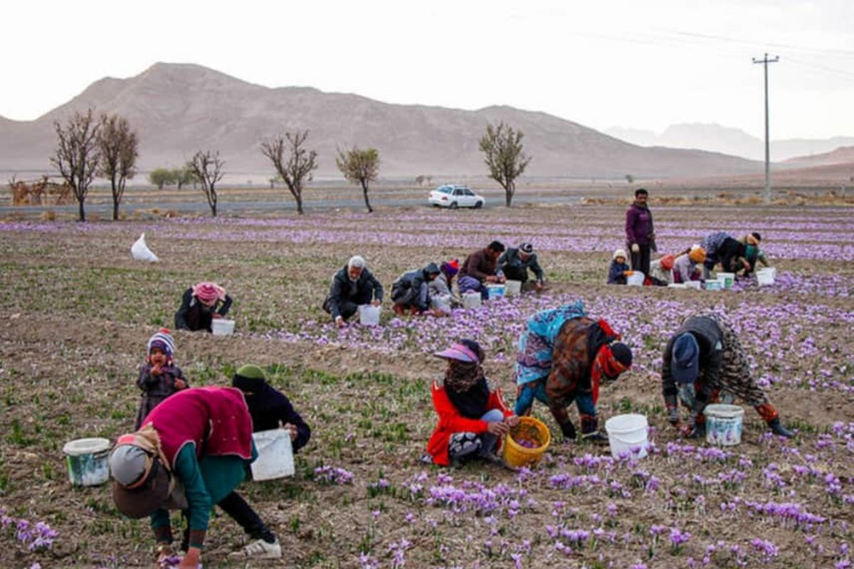 شائبه های انتخابات مهندسی شده در اتحادیه زعفران فروشان مشهد 