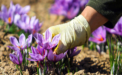 افزایش 70 درصدی برداشت زعفران از مزارع فریدن