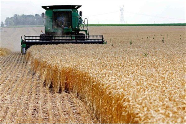 ۸۸۰ هزار تن گندم در خوزستان بصورت تضمینی خریداری شد