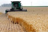  تولید ۶۰۰ هزار تن گندم در استان اردبیل پیش بینی می شود