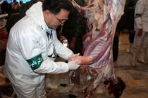 11 لاشه گوسفندهای کشتار غیرمجاز در هرسین معدوم شد