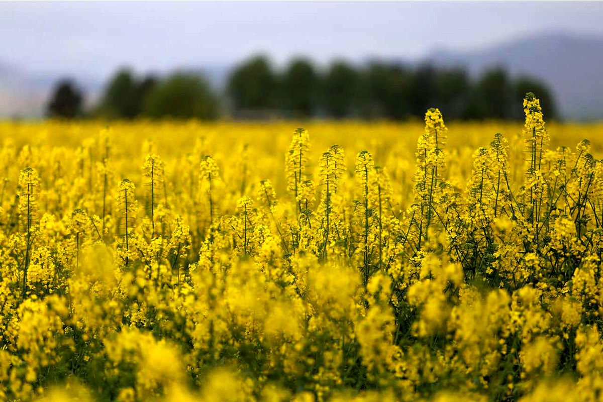 آغاز مبارزه شیمیایی علیه علف های هرز در مزارع کلزا شهرستان کرمانشاه