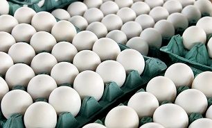 تخم مرغ از امروز با قیمت مصوب و مناسب توزیع می شود