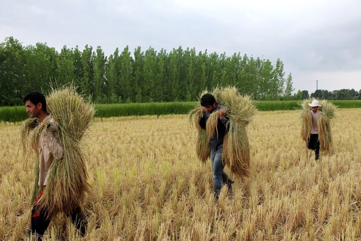 پیش بینی می‌شود شالیکاران گیلانی امسال ۷۰۰ تن برنج سفید برداشت کنند 