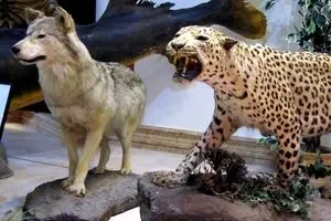 سایه شوم قاچاق بر سر حیات وحش/ مقابله با "قاچاق حیات وحش" با همکاری همه دستگاه‌ها ممکن می‌شود