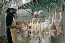 صادرات، عامل افزایش قیمت مرغ در هرمزگان