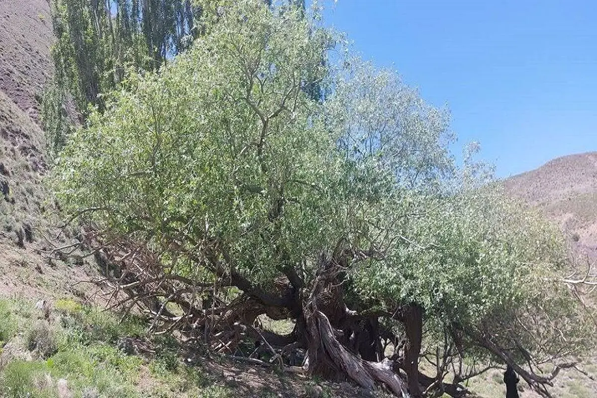 درخت بید کهنسال تربت حیدریه