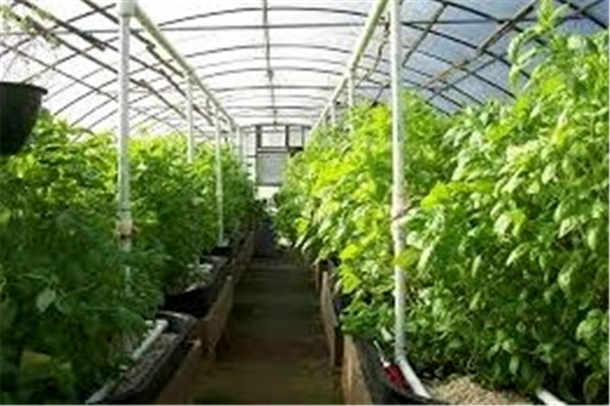 مجتمع گلخانه‌ای هیدروپونیک در سفر وزیر جهاد کشاورزی به یزد افتتاح شد