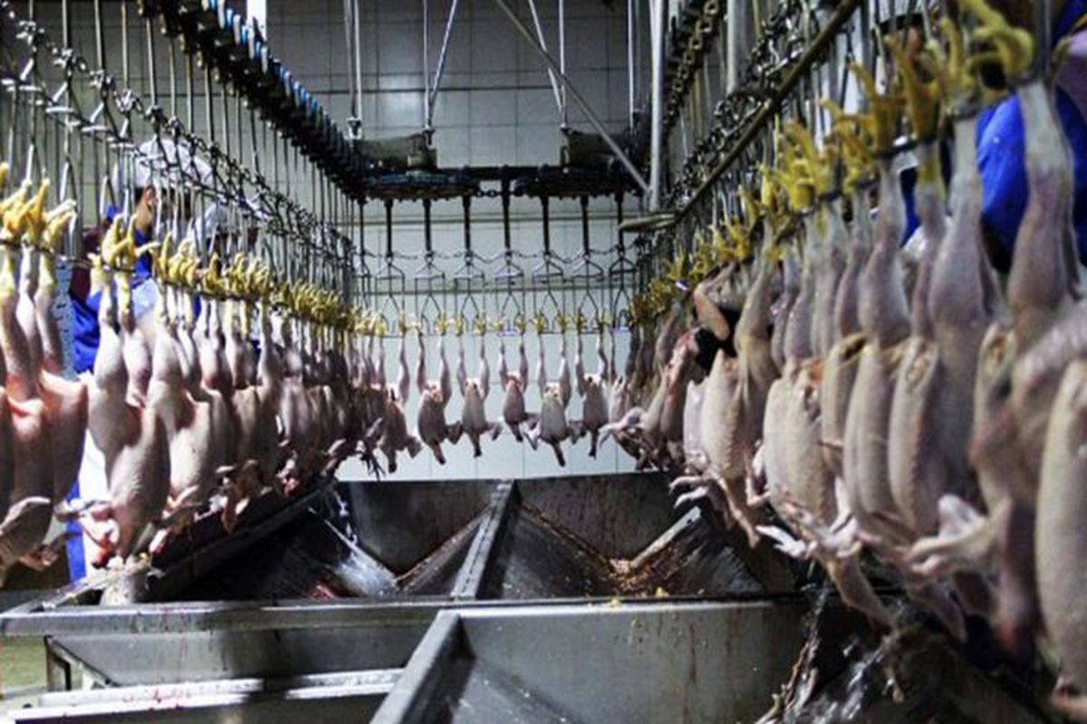 3700 تن گوشت سفید در سوادکوه‌ شمالی تولید شد