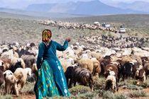 تولید بیش از 10 هزار تن گوشت قرمز توسط عشایر در استان اصفهان