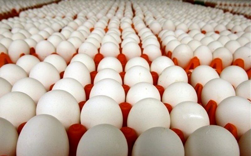 اصفهان دومین تولید کننده تخم مرغ در کشور
