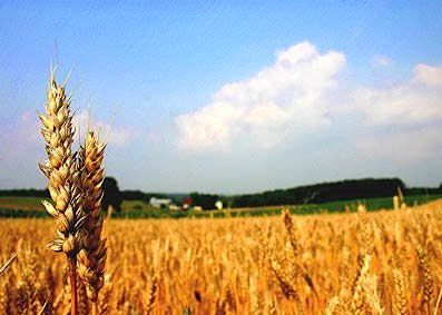 تا کنون 650 هزار تن گندم از کشاورزان خریداری شد