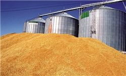  ۱۲۰۰ تن گندم در سیلوی کاشان ذخیره شد