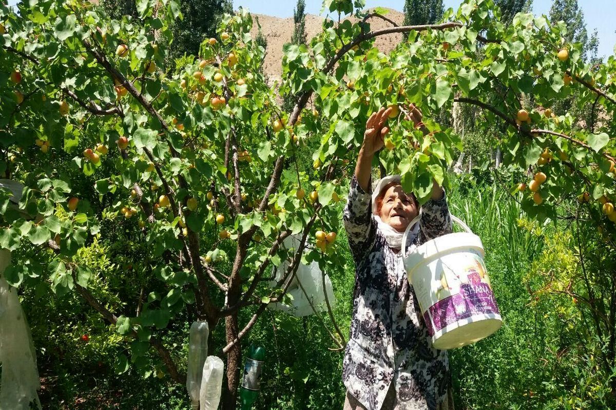 تولید 420 هزار تن محصولات باغی در استان اردبیل