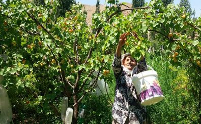 تولید 420 هزار تن محصولات باغی در استان اردبیل