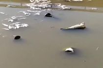 فیلم تلف شدن ماهیان رودخانه قلعه سنگی خرم آباد به دلیل خشکسالی 
